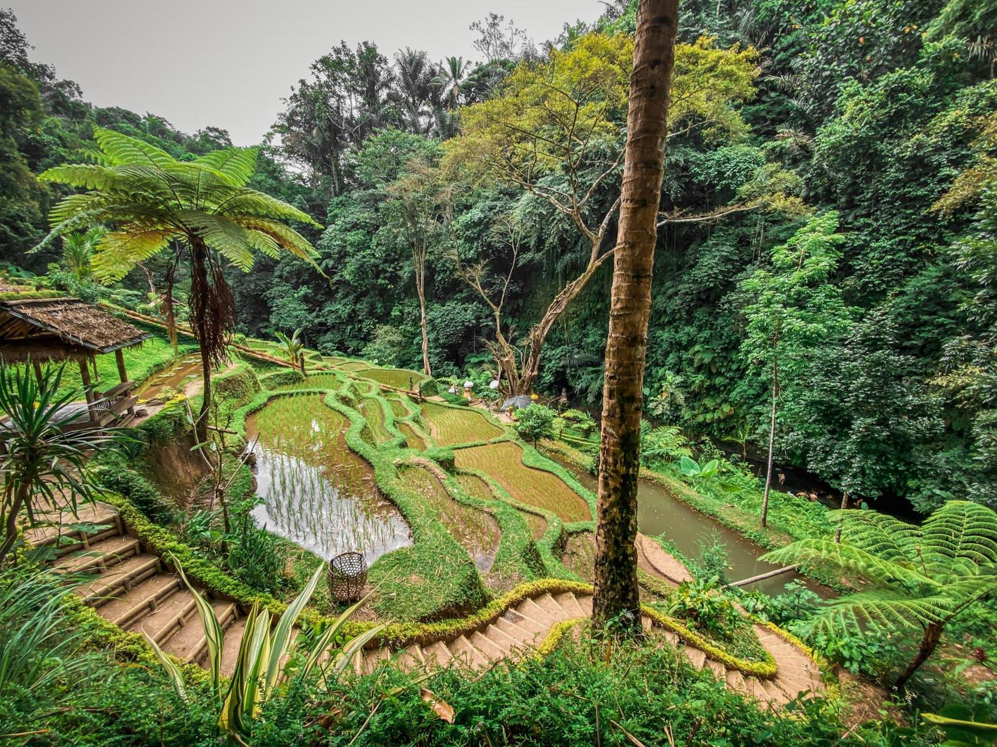 Country Side Northern Ubud
